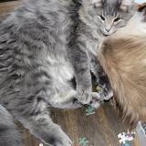 Photo de chat perdu à Martinsville