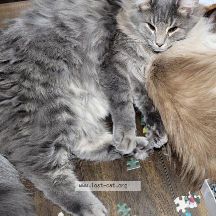 Photo 1/1 Blueberry Chat perdu à Martinsville