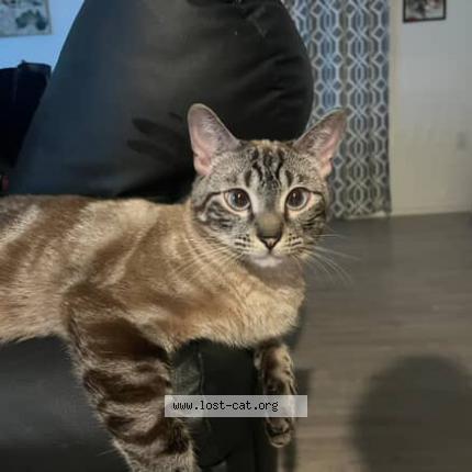 Photo 1/1 Jack Chat perdu à San antonio