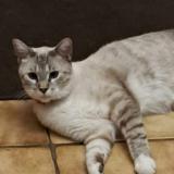 Photo de chat perdu à Montpellier
