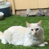 Photo de chat perdu à Philomath