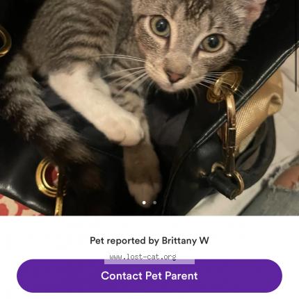 Photo 1/1 Lolly Chat perdu à Pinson