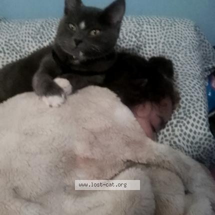 Photo 1/1 Booboo kitty Chat perdu à Seattle