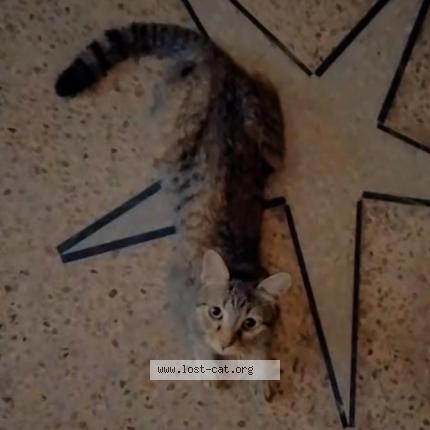 Photo 1/1 Mano Chat perdu à Lahore