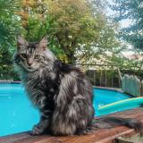 Photo de chat perdu à Lunel
