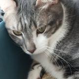 Photo de chat perdu à Chavanoz