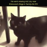 Photo de chat perdu à Sandyville