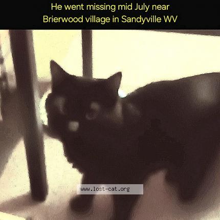 Photo 1/1 Tee-Tee Chat perdu à Sandyville