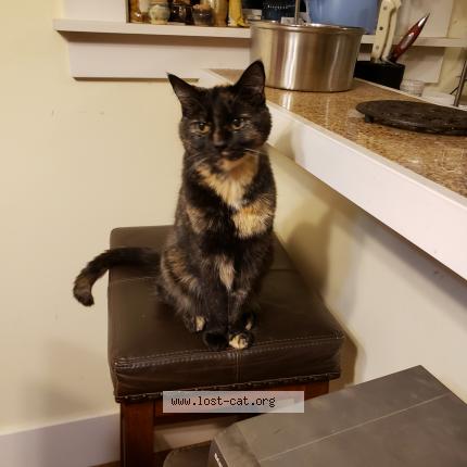 Photo 1/1 Mogwai Chat perdu à Tacoma