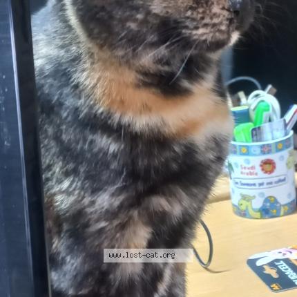 Photo 1/1 Meow Meow Chat perdu à Rooihuiskraal centurion