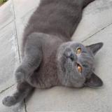 Photo de chat retrouvé à Hereford Tupsley Area