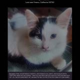 Photo de chat perdu à Fresno