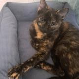 Photo de chat perdu à Beziers