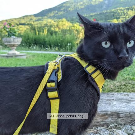 Photo 1/1 Sniper Chat perdu à Fourqueux