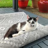 Photo de chat perdu à Tullins