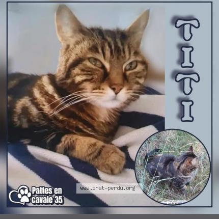 Photo 1/1 Titi Chat perdu à Le rheu