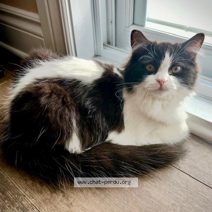 Photo 1/1 Chat retrouvé Perdu à Lasalle montreal