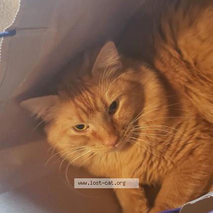 Photo 1/1 Snoopy Chat perdu à Vaughn