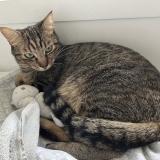 Photo de chat perdu à Claix