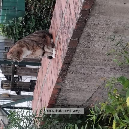 Photo 1/1 Tasdebois Chat perdu à Coulanges les nevers