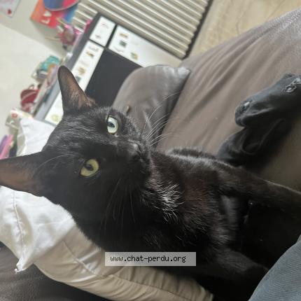 Photo 1/1 booboo Chat perdu à Volonne