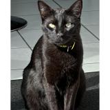Photo de chat perdu à Chatte