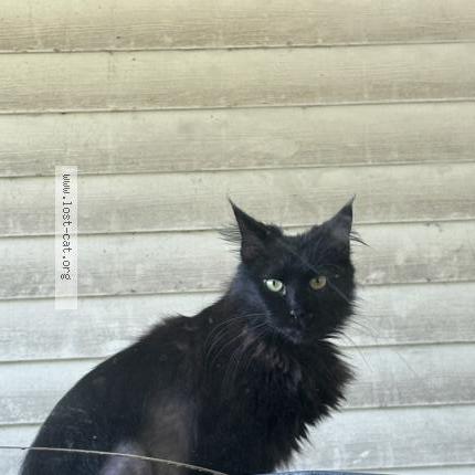 Photo 1/1 Alopecia Chat perdu à Arcadia