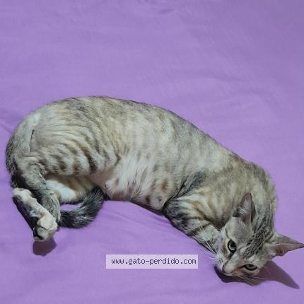 Photo 1/1 Misu Gatita Bonita Chat perdu à Maracaibo