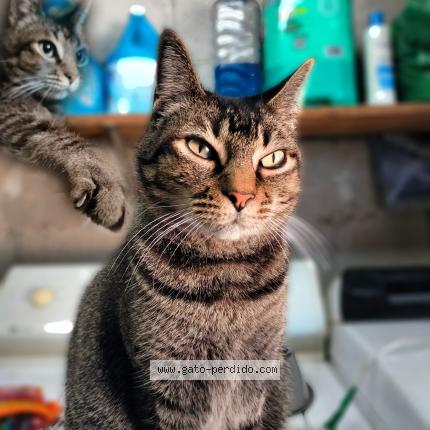 Photo 1/1 Thomas Chat perdu à Tijuana