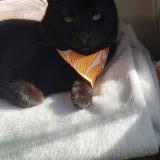 Photo de chat perdu à Rutherfordton