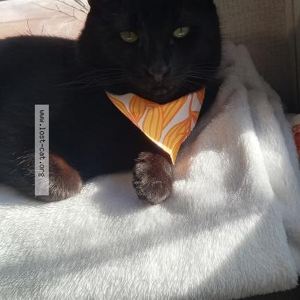 Photo 1/1 Little bear Chat perdu à Rutherfordton