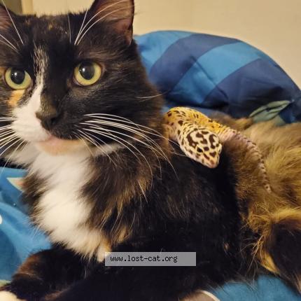 Photo 1/1 Chloe Chat perdu à San antonio