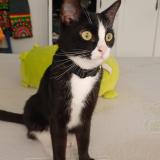 Photo de chat perdu à Castellon De La Plana