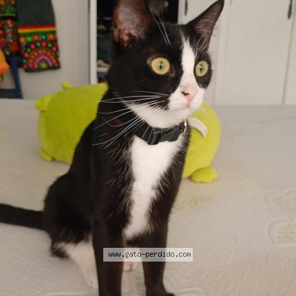 Photo 1/1 Humita Chat perdu à Castellon de la plana