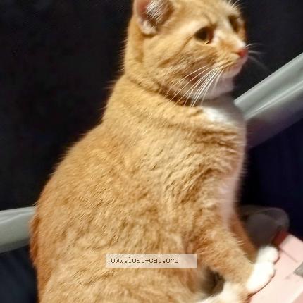 Photo 1/1 Sunshine Chat perdu à Raleigh