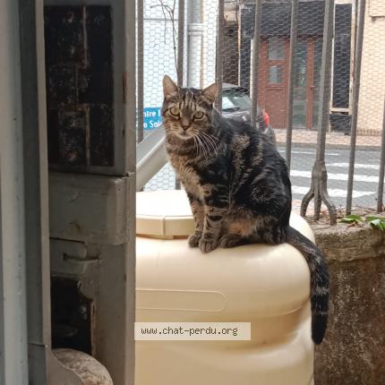 Photo 1/1 Lonyx Chat perdu à Bergerac