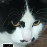 Photo de chat perdu à San Jose