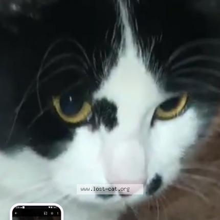 Photo 1/1 Latisha Brown Chat perdu à San jose