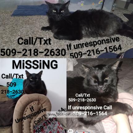 Photo 1/1 Ace Chat perdu à Spokane