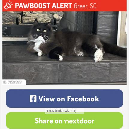 Photo 1/1 Bondy Chat perdu à Greer