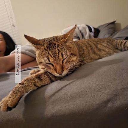 Photo 1/1 Niño Chat perdu à Chicago