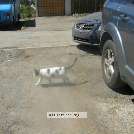 Photo 1/1 Possum Chat perdu à Toronto
