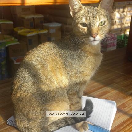 Photo 1/1 Mini Chat perdu à La plata