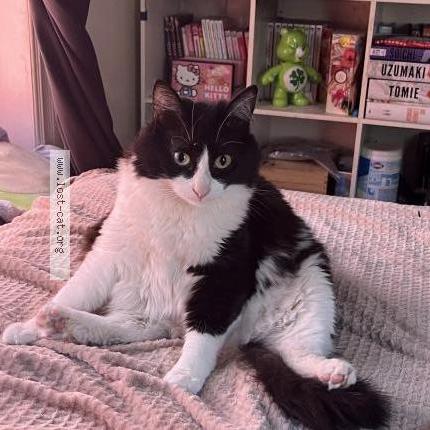 Photo 1/1 Maizie Chat perdu à Long beach