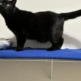 Photo de chat perdu à Garland