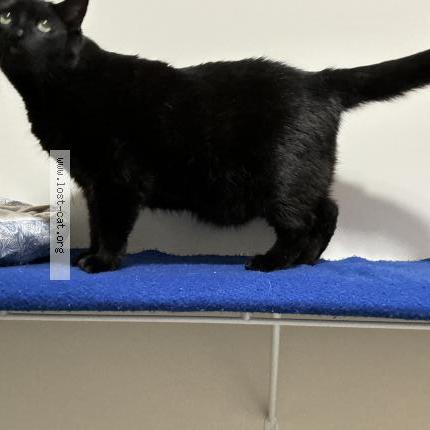 Photo 1/3 Zeus Chat perdu à Garland