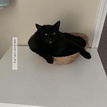 Photo 2/3 Zeus Chat perdu à Garland