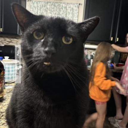 Photo 3/3 Zeus Chat perdu à Garland