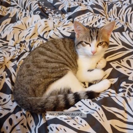 Photo de chat trouvé à Rennes