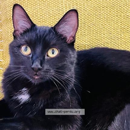 Photo 1/1 Chat retrouvé Perdu à Montreal